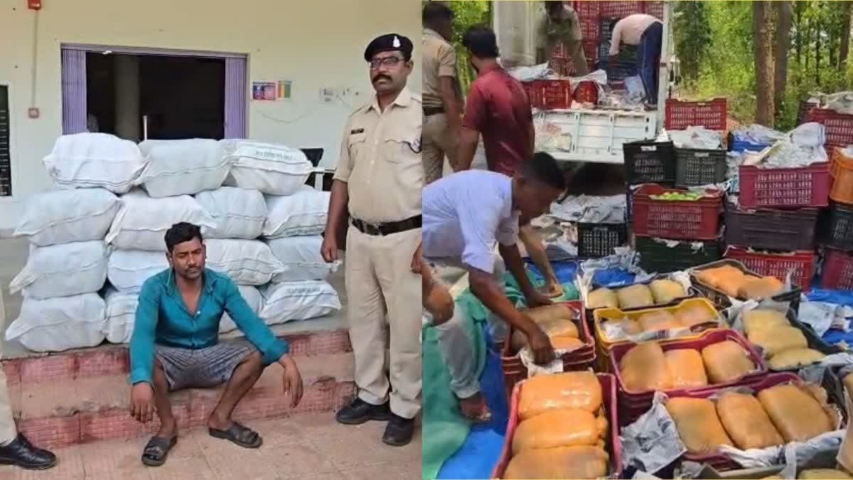 पिकअप में आम के नीचे छिपाकर ले जाया जा रहा 2 क्विंटल गांजा जब्त
