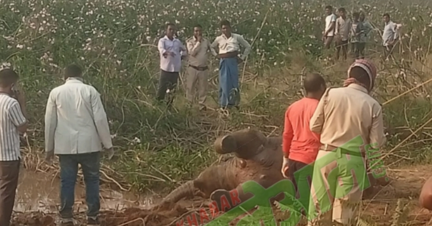 Bodies of Two Elephant Calves Recovered; Department in Uproar; 3 Suspects Detained