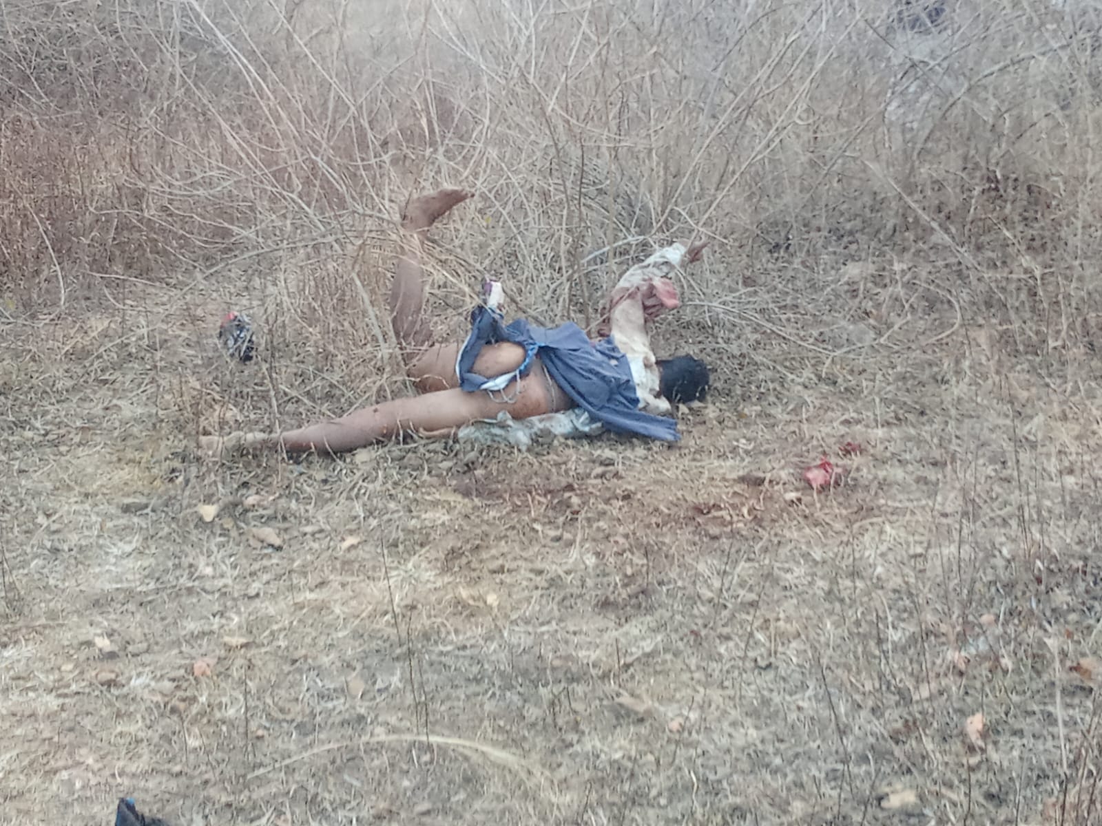 मरवाही के डडिंया में हाथी ने महुआ बीन रहे वृद्ध पर किया हमला,वृद्ध की मौत