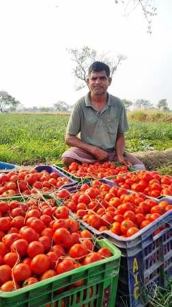 किसान लेखराम केवट बने आत्मनिर्भरता की मिसाल टमाटर की फसल ने बदली किस्मत