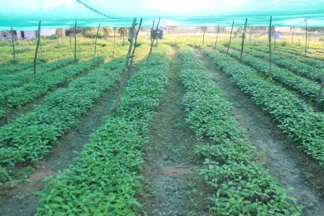 औषधीय पौधों की खेती रोजगार और आत्मनिर्भरता का नया माध्यम 