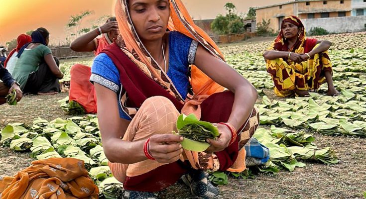 मई के पहले सप्ताह से शुरू होगा तेंदुपत्ता संग्रहण का कार्य