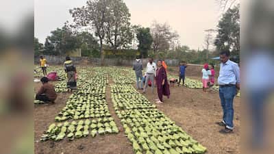 छत्तीसगढ़ में तेंदूपत्ता संग्रहण से 13 लाख से अधिक परिवारों की आमदनी में सीधा इजाफा 